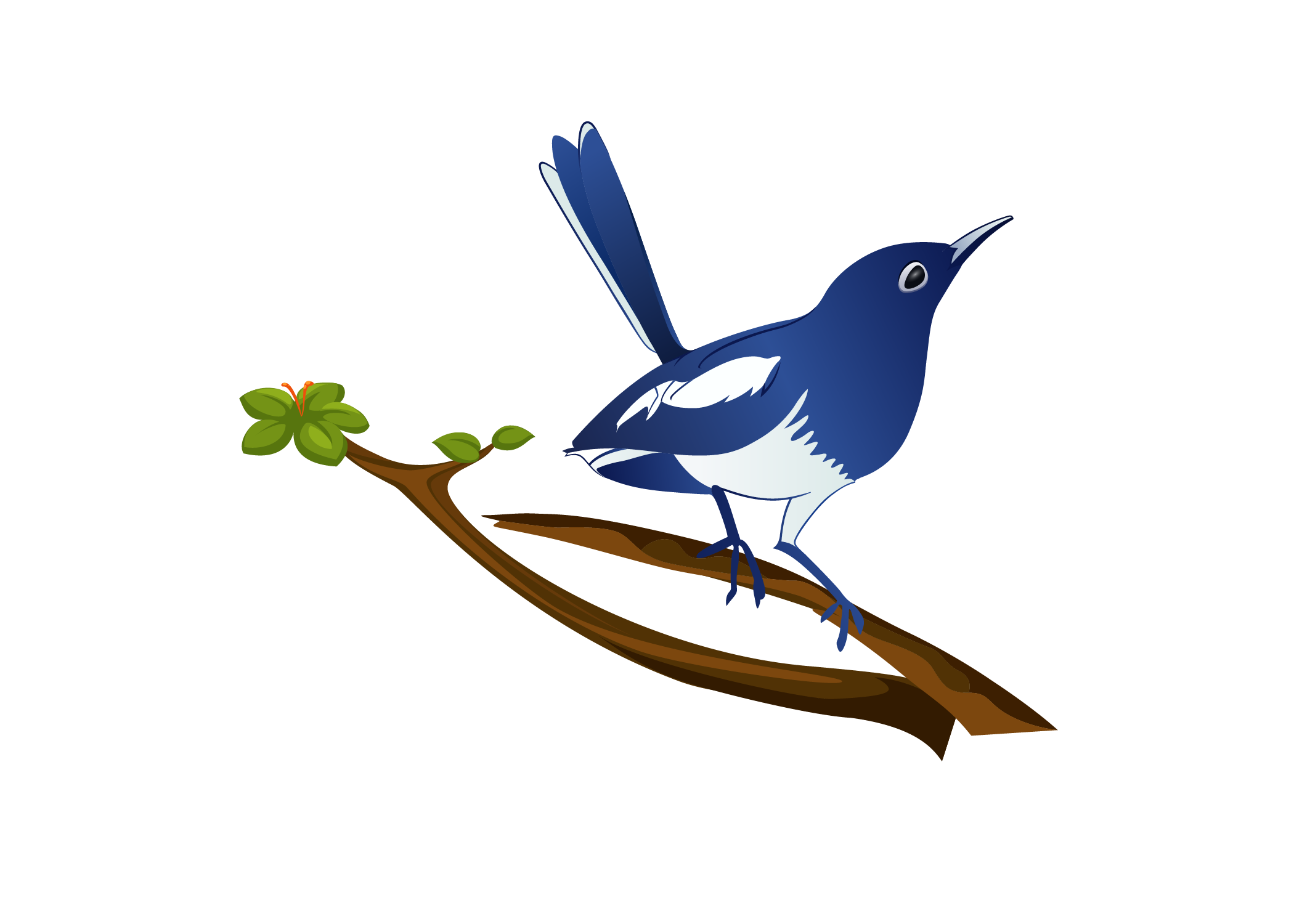  cis oriental magpie-robin  bg image